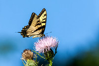 Eastern Tiger Swallowtail 20110824-9870