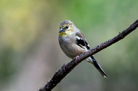 American Goldfinch 20211009-305190