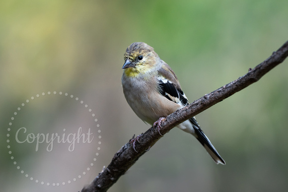 American Goldfinch 20211009-305190