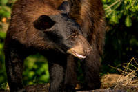 Black Bear 20070717-0957
