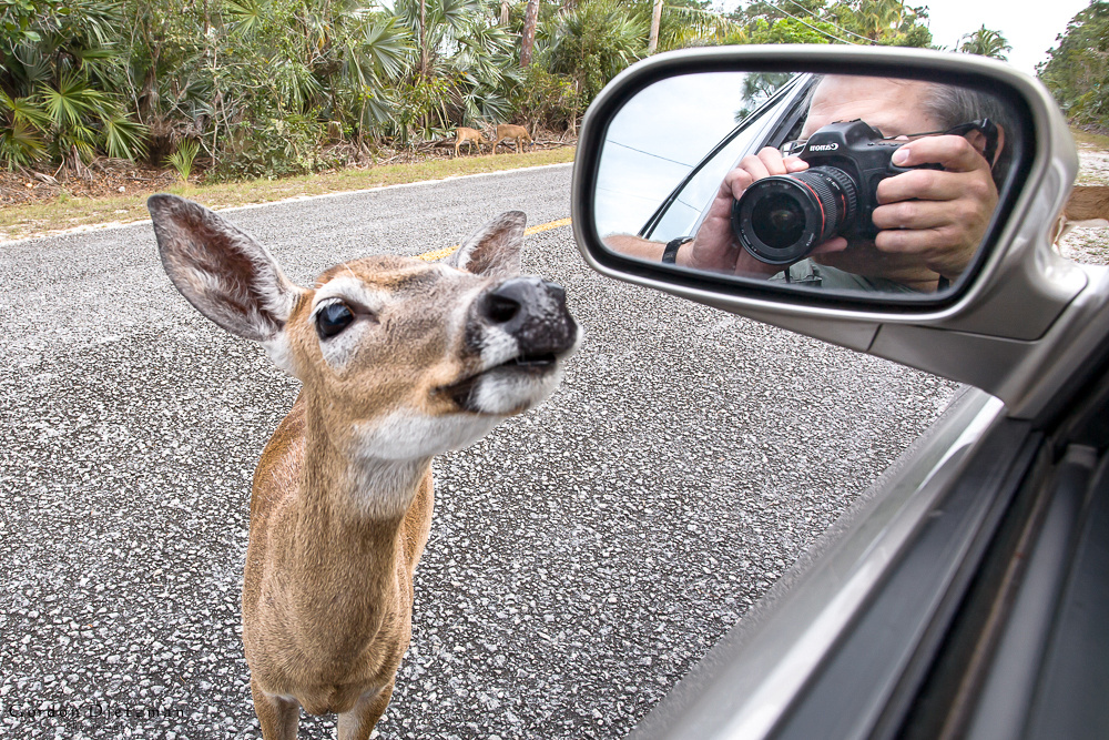 A photographer is reflected in a car rearview mirror as he takes a photo of a deer.