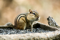Eastern Chipmunk 20061125-6760