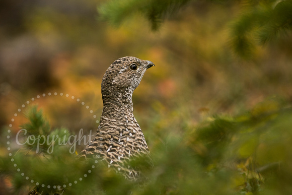 Dusky Grouse 20070918-4038