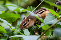 Eastern Chipmunk 20140913-3799
