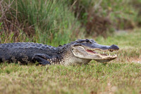 American Alligator 20130430-6894
