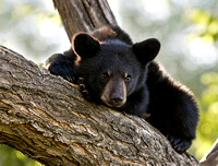 Black Bear 20070817-2