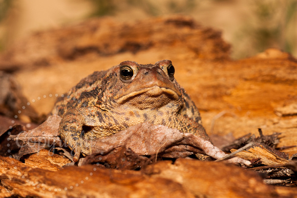American Toad 20140503-8862