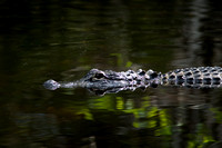 American Alligator 20080223-9545