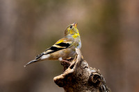 American Goldfinch 20210314-01559