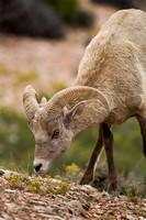 Bighorn Sheep 20070924-5452