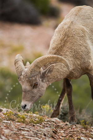 Bighorn Sheep 20070924-5452