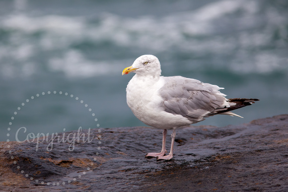 Herring Gull 20100924-7552