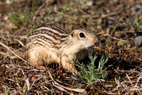 13-lined Ground Squirrel 20060422-9796