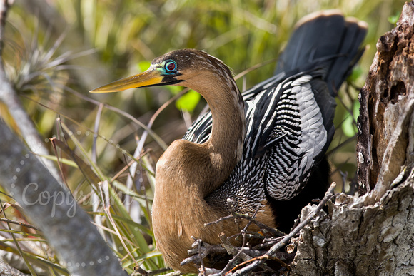 Anhinga 20080222-9300
