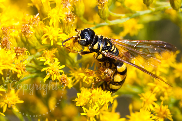 Northern Paper Wasp 20120821-3762