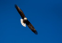 Bald Eagle 20080122-7920