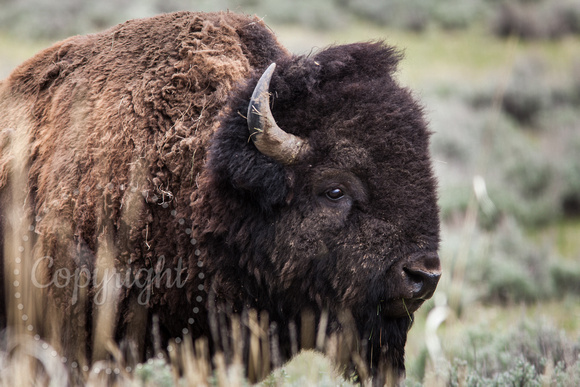 Bison 20120530-9950