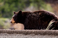 Black Bear 20070608-8208