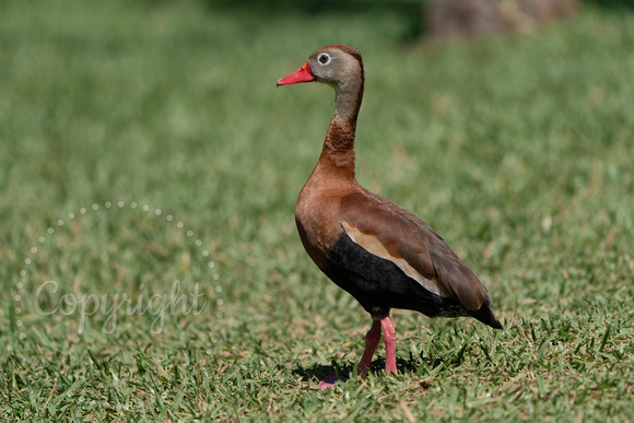 Black-bellied Whistling Duck 20230417-34780