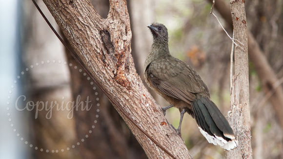 Chacalaca 20130425-5113