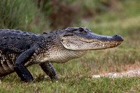 American Alligator 20130430-6888