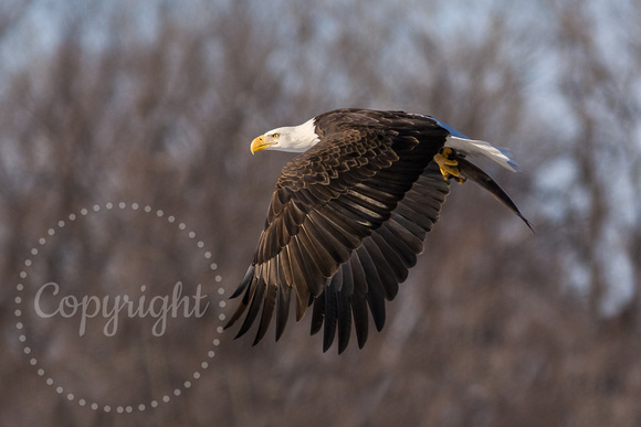 Bald Eagle 20080122-7872