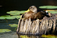 Black Duck 20230825-39143