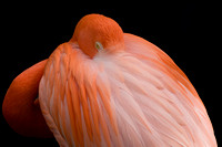 American Flamingo (captive) 20080227-0381