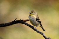 American Goldfinch 20221014-300918