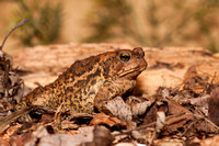 American Toad 20140503-8847