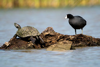 American Coot and Pond Slider 20230413-32654