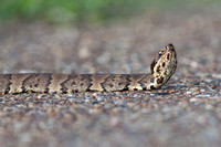 Cottonmouth 20130430-7118