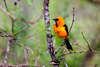 Altamira Oriole 20130425-5267