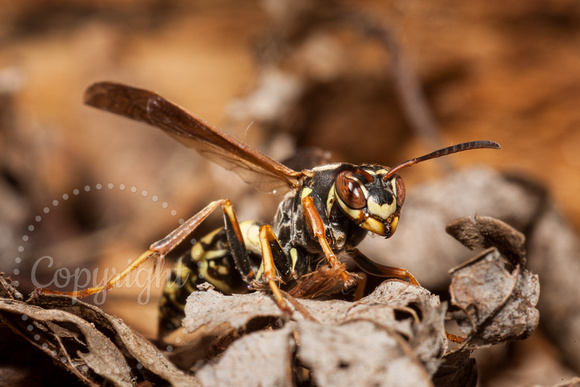 Northern Paper Wasp 20140527-9569