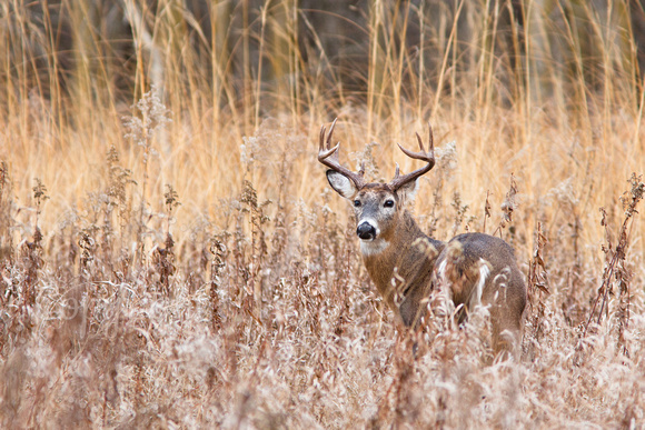 White-tailed Deer 20111219-5352