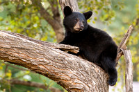 Black Bear 20070817-2634