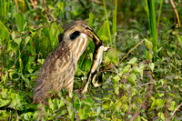 American Bittern 20200206-04330