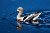 American Avocet 20110724-7568