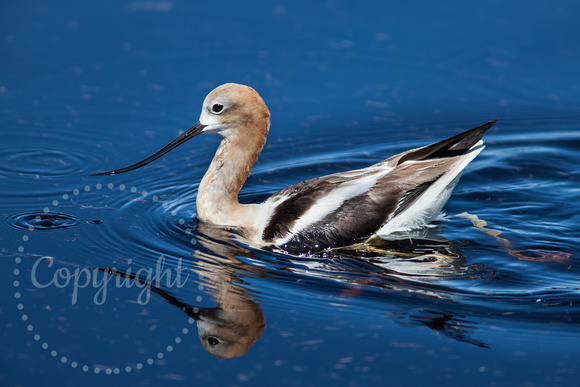 American Avocet 20110724-7568