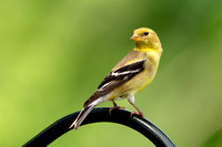 American Goldfinch 20220725-302400