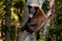 Black Bear 20070718-1461