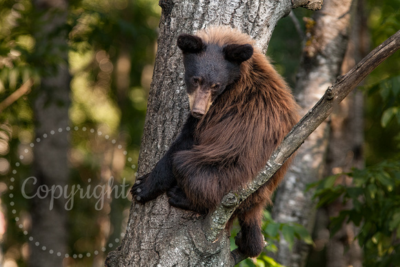 Black Bear 20070718-1461
