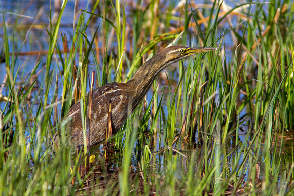 American Bittern 20170506-2888