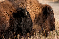 Bison 20060910-2558