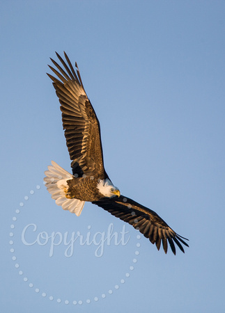 Bald Eagle 20080122-8044