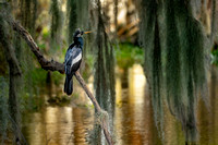 Anhinga 20200207-05138