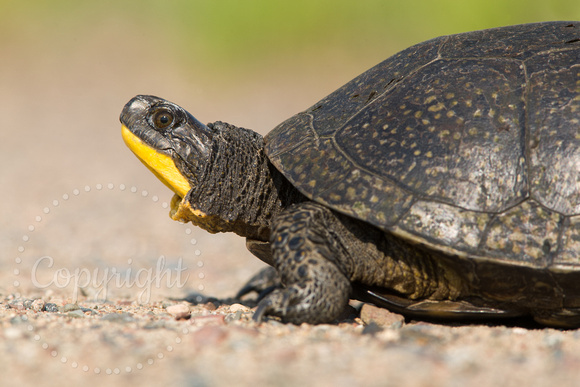 Blandings Turtle 20080614-2967