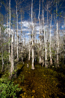 Big Cypress Reserve, FL 20080223-9507