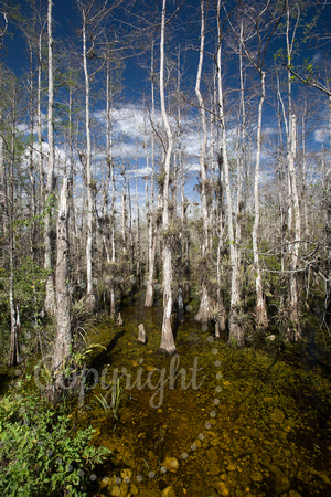 Big Cypress Reserve, FL 20080223-9507