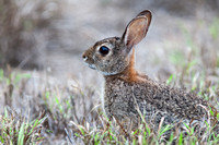 Cottontail Rabbit 20130428-6200